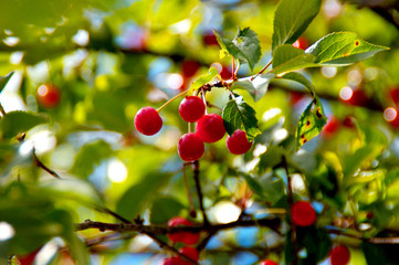 Cherry red berries on a tree branch with water drops after summer rain. The background is blurred