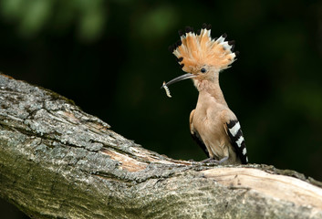 Eurasian Hoopoe or Common hoopoe (Upupa epops) © Piotr Krzeslak