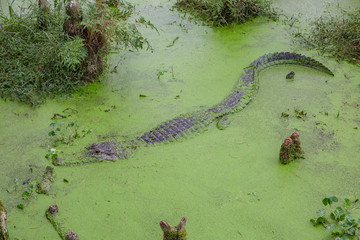 Alligators in The Alligator Farm in Mobile, Alabama, USA. Portrait of big alligator resting in the...