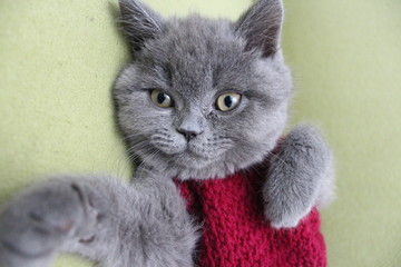 Cute British Shorthair kitten who wear red vest lying on the couch, looking to camera and sleeping kitten