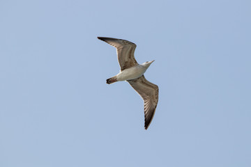 dynamic flying seagull on the sky