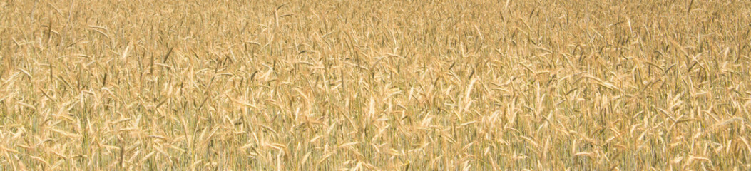 wheat field background