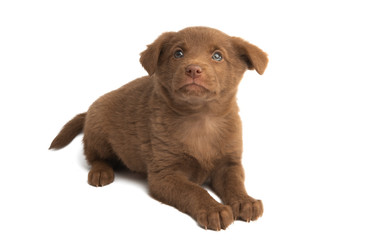 beautiful puppies isolated