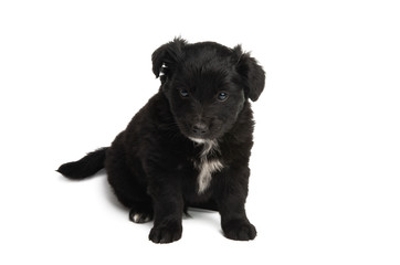 Obraz premium beautiful puppies isolated