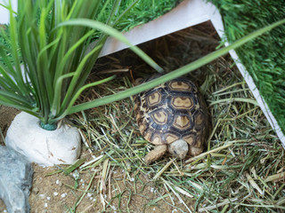 A cute pet leopard tortoise relaxing in its bed