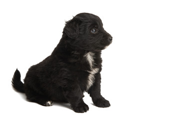 Obraz premium beautiful puppies isolated