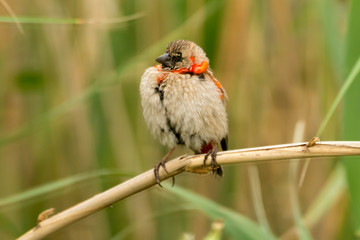 Euplecte ignicolore,.Euplectes orix, Southern Red Bishop, immature, Afrique du Sud