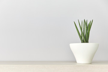 Succulent plant in a white pot on wood table, gray background