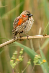 Euplecte ignicolore,.Euplectes orix, Southern Red Bishop, immature, Afrique du Sud