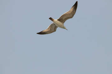 dynamic flying seagull on the sky