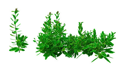 3D Rendering Pinapple Mint on White