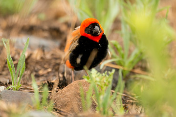 Euplecte ignicolore,.Euplectes orix, Southern Red Bishop, màle, Afrique du Sud