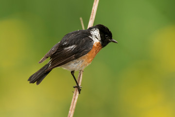 Tarier pâtre, Traquet pâtre, Saxicola rubicola,  European Stonechat, màle