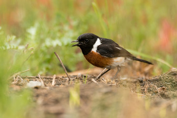 Obraz premium Tarier pâtre, Traquet pâtre, Saxicola rubicola, European Stonechat, màle
