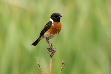 Tarier pâtre, Traquet pâtre, Saxicola rubicola,  European Stonechat, màle