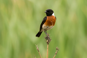 Tarier pâtre, Traquet pâtre, Saxicola rubicola,  European Stonechat, màle