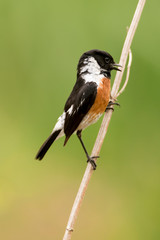 Tarier p&acirc;tre, Traquet p&acirc;tre, Saxicola rubicola,  European Stonechat, m&agrave;le