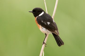 Tarier pâtre, Traquet pâtre, Saxicola rubicola,  European Stonechat, màle