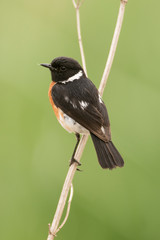 Tarier pâtre, Traquet pâtre, Saxicola rubicola,  European Stonechat, màle