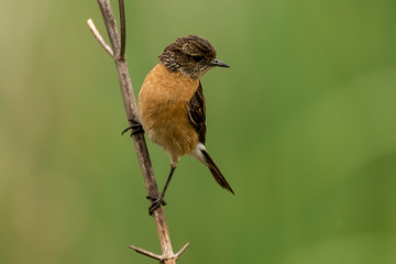 Tarier pâtre, Traquet pâtre, Saxicola rubicola,  European Stonechat, femelle