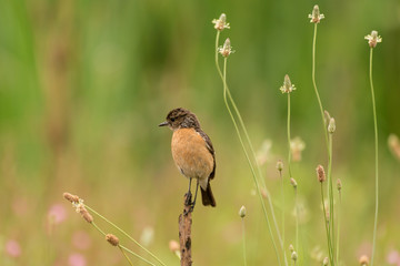 Tarier pâtre, Traquet pâtre, Saxicola rubicola,  European Stonechat, femelle