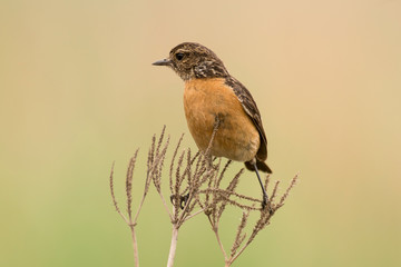 Tarier pâtre, Traquet pâtre, Saxicola rubicola,  European Stonechat, femelle
