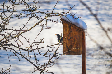 starling sitting on a tree branch, near a birdhouse, in winter