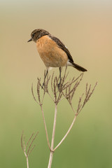 Tarier pâtre, Traquet pâtre, Saxicola rubicola,  European Stonechat, femelle
