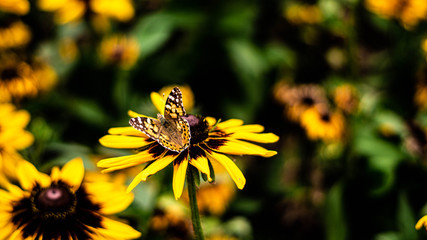 Sommer Schmetterling Distelfalter Echinacea