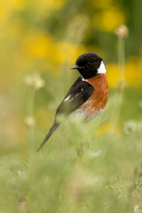 Tarier pâtre, Traquet pâtre, Saxicola rubicola,  European Stonechat, màle