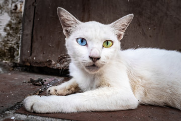 A cat with heterochromia, different coloured eyes