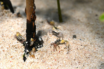 砂浜の上に仲良く集まる小さなオキナワハクセンシオマネキ（日本の東京池袋サンシャイン水族館）