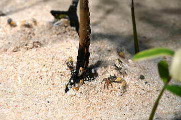 砂浜の上に仲良く集まる小さなオキナワハクセンシオマネキ（日本の東京池袋サンシャイン水族館）