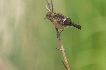 Tarier pâtre, Traquet pâtre, Saxicola rubicola,  European Stonechat, màle