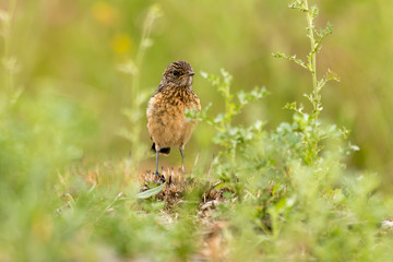 Tarier pâtre, Traquet pâtre, Saxicola rubicola,  European Stonechat