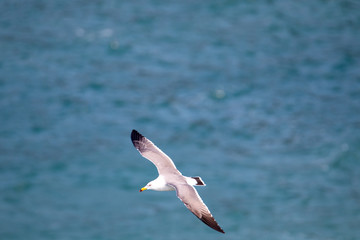 Fototapeta na wymiar Seagull couple on the cliff