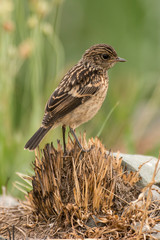 Tarier pâtre, Traquet pâtre, Saxicola rubicola,  European Stonechat
