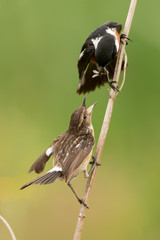 Tarier p&acirc;tre, Traquet p&acirc;tre, Saxicola rubicola,  European Stonechat, m&agrave;le et jeune