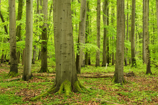 Unberührter grüner Wald im Frühling, Nationalpark Hainich, Thüringen, Deutschland