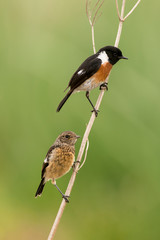Tarier pâtre, Traquet pâtre, Saxicola rubicola,  European Stonechat, màle et jeune
