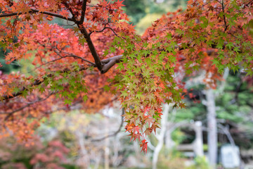Autumn leaves in the sun light