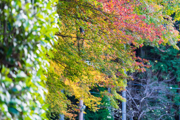 Autumn leaves in the sun light