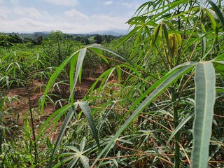 mandioca aipim plantação