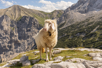 Sheep at Zugspitz Mountains Summer Garmisch-Partenkirchen