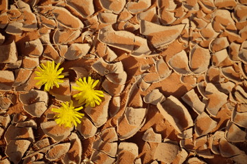 Yellow flowers growing on dry desert land. New beginnings and symbol of hope. Spring summer warm orange color.