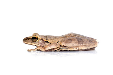 Image of Common tree frog, four-lined tree frog, golden tree frog, (Polypedates leucomystax) on white background. Animal. Amphibians.