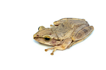 Image of Common tree frog, four-lined tree frog, golden tree frog, (Polypedates leucomystax) on white background. Animal. Amphibians.