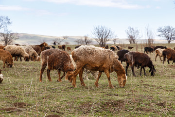 A flock of sheep grazes in nature. Countryside, farming. Natural rustic background