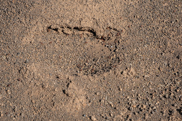 ants texture in the sand of a desert