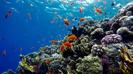 The marine life of tropical fish. Coral reef. 